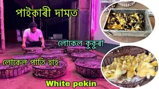 Original Local Duck | Local hahor puwali Nagaon | Assam hah puwali Hatchery | Nagaon Hatchery 