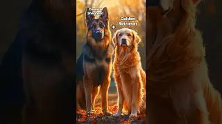 The Insane World of Dog Fusion Hybrids #shorts #dogs #hybrids