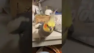 Slow motion BIRB 🥺#birbolove #birdscontent #birdcontent #birbocontent #birbcontent