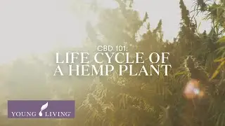 CBD 101: Life Cycle of the Hemp Plant | Young Living Essential Oils