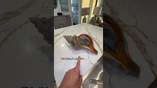 Приготовление ОГРОМНОЙ раковины