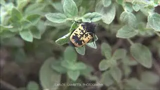 Yellow beatle ESCARABAJO AMARILLO (Gymnetis flavomarginata ) 2