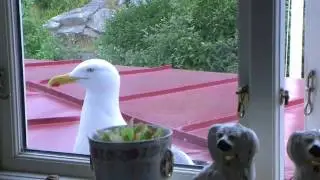Fiskm&aring;s knackar p&aring; f&ouml;nster