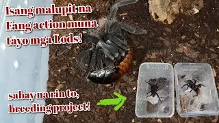 Chromatopelma cyaneopubescens breeding (GBB) | Feeding and Fang Action