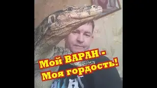 Домашний варан...мой