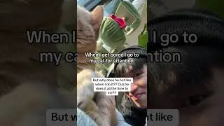 My Cat Is Bored Of Me?