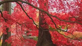 Background Video | Nature Animation Background Video Effects HD Nature | Background Music