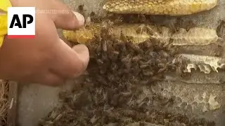 Beekeeper rescues beehives colonizing in urban Lima as climate change impacts their habitat