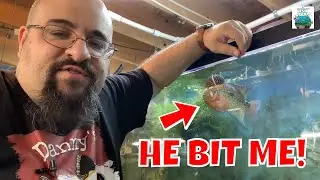 MY SUPER RED DRAGON FLOWERHORN CICHLID BIT ME!