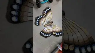 Florida thrift store finds, a beautifully unique butterfly carpet.