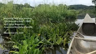 Restoring Wild Rice Marshes, the Anacostia River's Filters with Jorge Bogantes