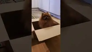 How to Ship a Dog...just kidding 😂