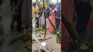 Pongal celebration 🎊 in our college|mini vlog #shorts #pongal #ACE #college #trending