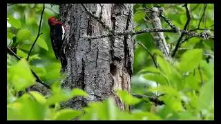 Red-breasted Sapsucker Parents Feeding Nestlings