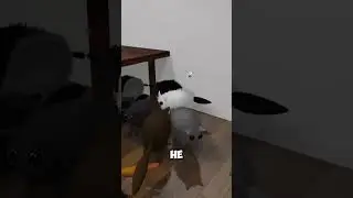 Игра про КОШАЧЬИ ГОНКИ в квартире