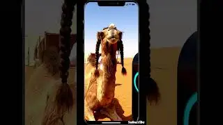 Even Camels get Fades in AI Barber Pod in Dubai... 😲🐫 #shorts