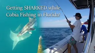Getting Sharked while Cobia Fishing