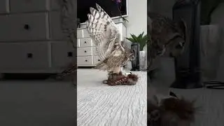 This Owl needs a GIRLFRIEND 🤣 #shorts