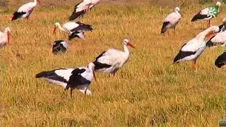 La recuperación de la Laguna de la Janda, Cádiz