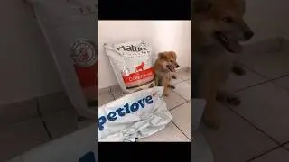 Comprei minha ra&ccedil;&atilde;o #alinutri na #petlove