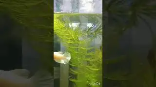 FULL MOON BETA FISH#FIGHTER FISH