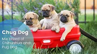 Chug Dog - New Mix breed of Chihuahua and Pug Dog