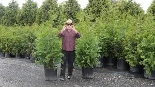 Green Giant Evergreen &ndash; Information for planting