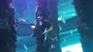 Brackish water fish