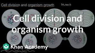 Cell division and organism growth | High school biology | Khan Academy