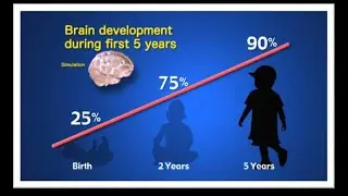 Our Dynamic Brain - Understanding Development and Memory (5 Minutes)