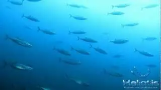 This is Haliotis Dive Center in Berlengas