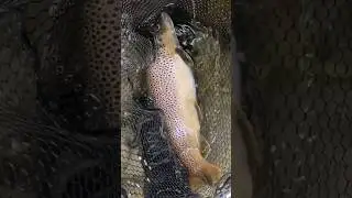 Trota a spinning sul fiume