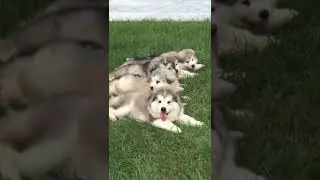 #shorts Clips Million View Pets # p17 subscribe #shortvideo #dog