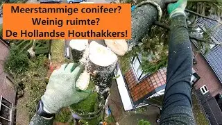 Meerstammige conifeer - Boom kappen met De Hollandse Houthakkers