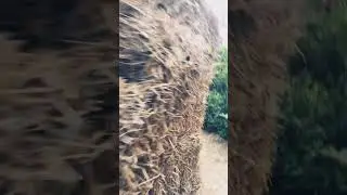 We got stuck in a hay maze