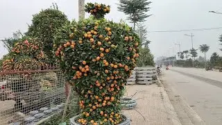 Tết cận kề gần, ngày càng nhộn nhịp thêm ở tỉnh Hưng Yên khu vực cây cảnh đẹp @Kennongdan 