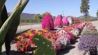 Plants and Flowers Standout Performers