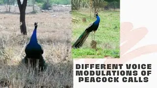 Peacock calls different voice modulations