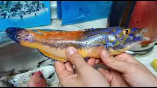 Улов 15 КГ. Рыбалка в Португалии/Catch 15 kg of fish. Fishing in Portugal#travel #fishing #рыбалка