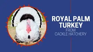Royal Palm turkeys | Cackle Hatchery