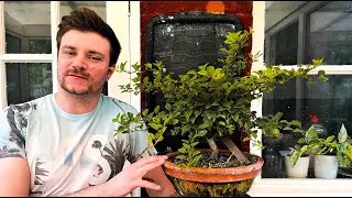 Fuji Cherry Bonsai | Summer Pruning for Back Budding & Branch Structure