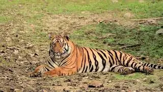 Bakasur from Tipeshwar Wildlife Sanctuary 