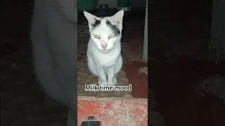 Black & white cat ,Milk time mood #cat #catvideos