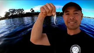 This Fishing Lure Catches Everything Canning River Tailor