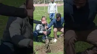 Planting Chinar Tree