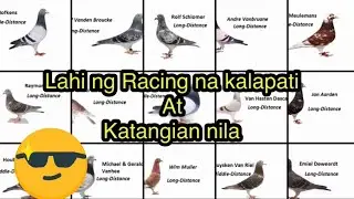 Lahi ng mga Racing na Kalapati at katangian nila #kalapati #racingpigeon #pigeons