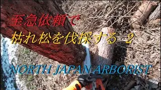836．枯れ松を伐採する　2