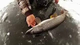 2014 - Off To A Good Start - MultiSpecies - Active Angling