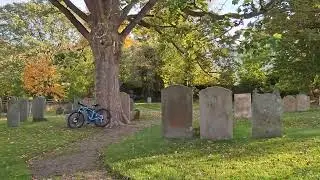 Trees Have Faces!!