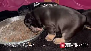 Nursing Puppies Too Big 3.5 Weeks Hard Food Teeth Hurt Mommy Legend Of All Bulldogs Fullsuit Litter